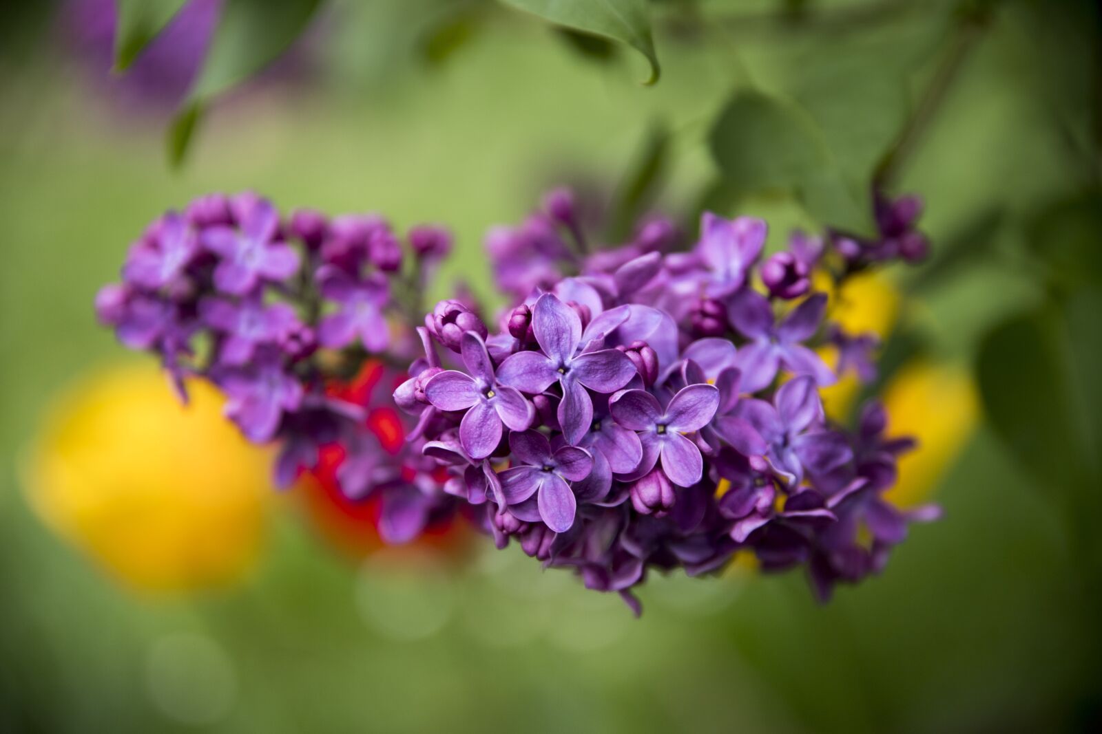 Canon EOS 6D Mark II sample photo. Lilac, blossom, bloom photography