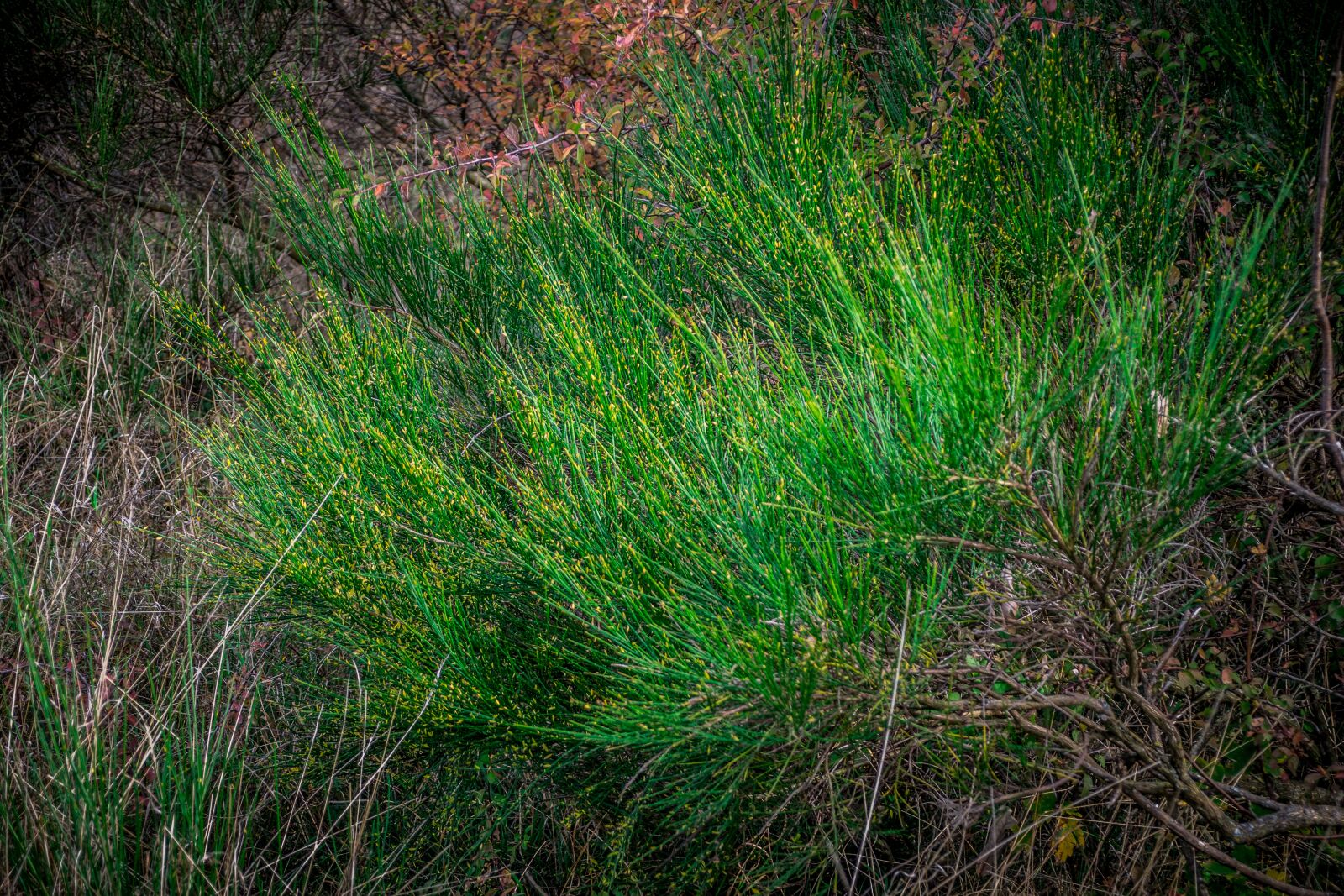 Nikon D5300 sample photo. Forest, green, nature photography