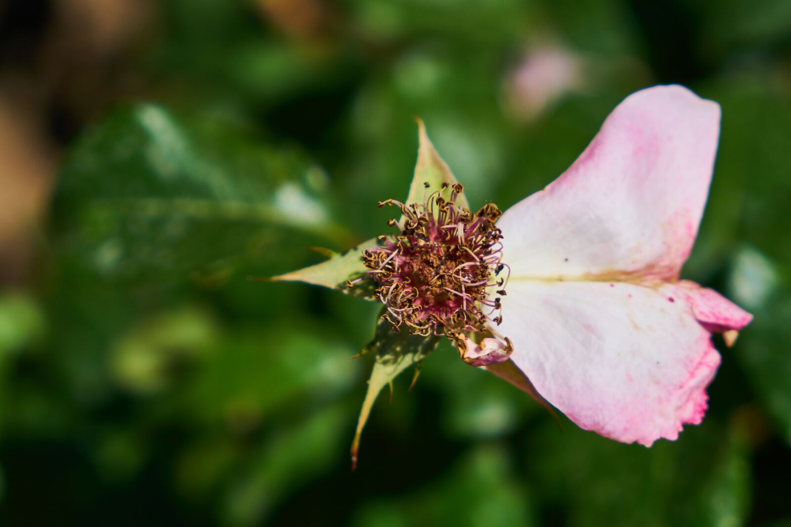 Sony a7R II sample photo. Flower, spring, nature photography