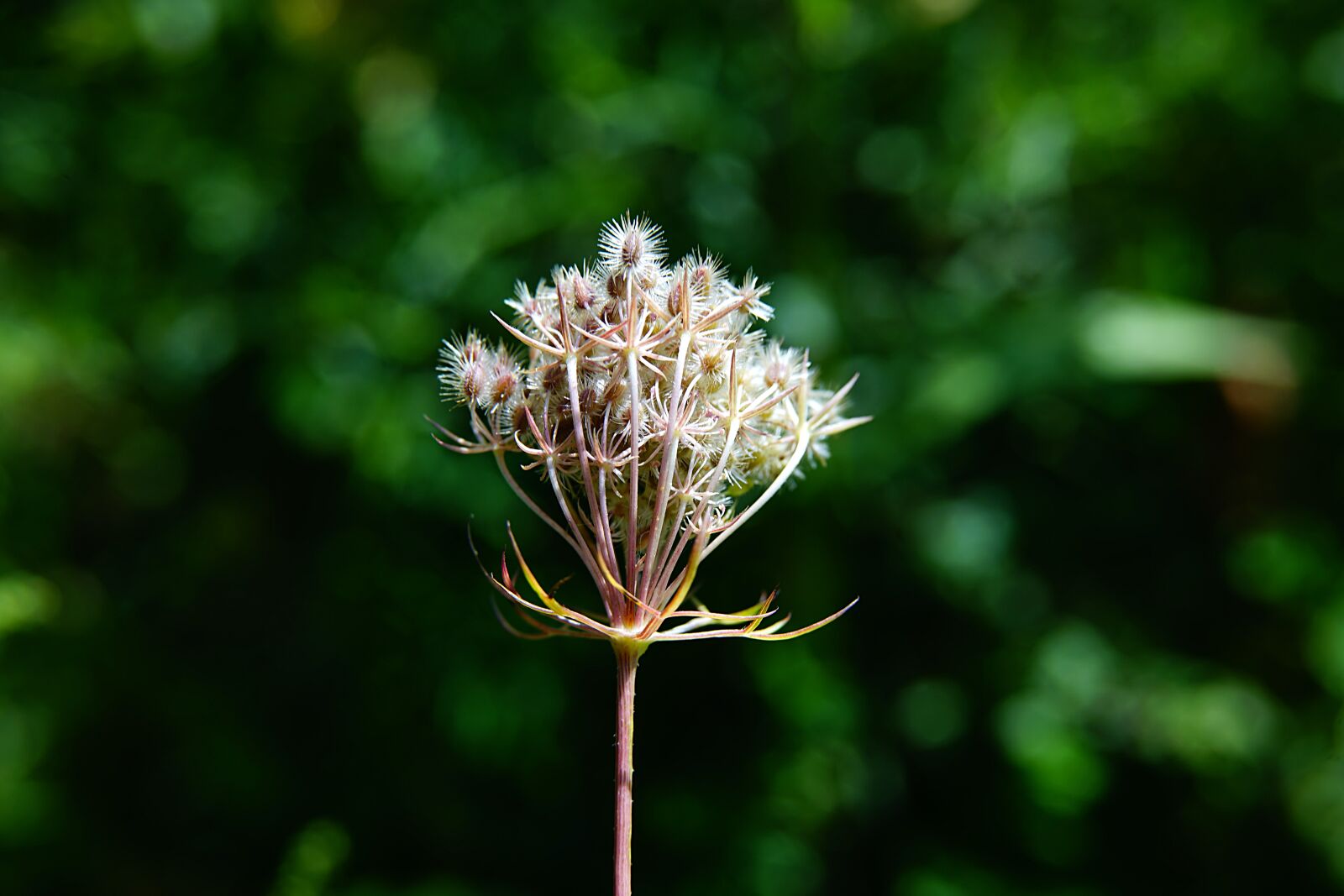 Sony a7 II sample photo. Wildflower, dry, withered photography