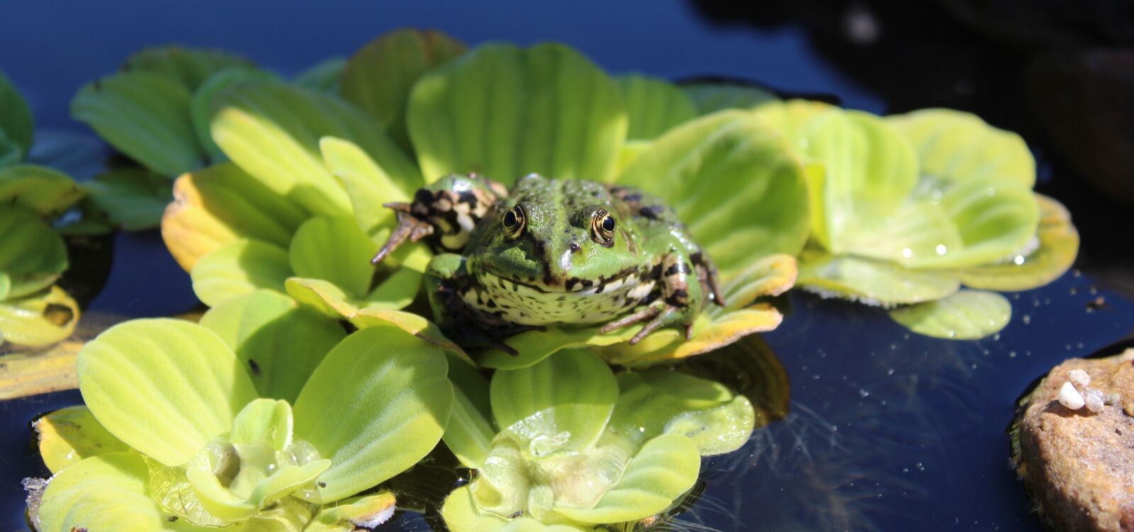 Canon EOS 1200D (EOS Rebel T5 / EOS Kiss X70 / EOS Hi) sample photo. Frog, pond, garden pond photography