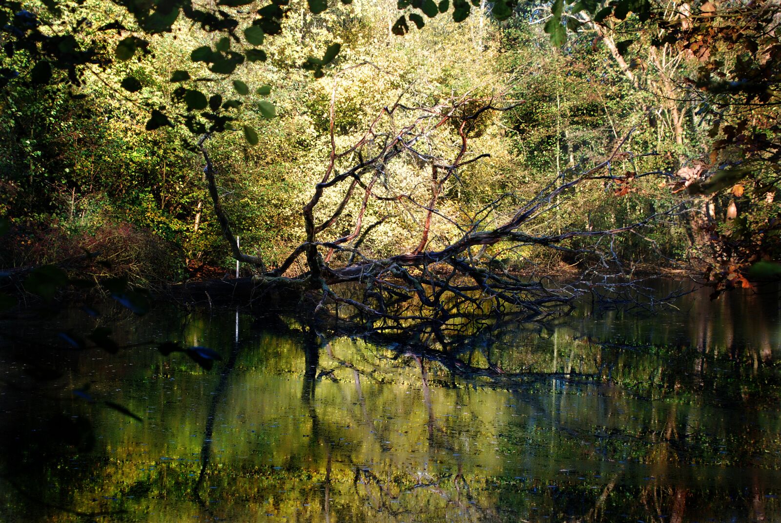 Nikon D80 sample photo. Autumn, forest, landscape photography
