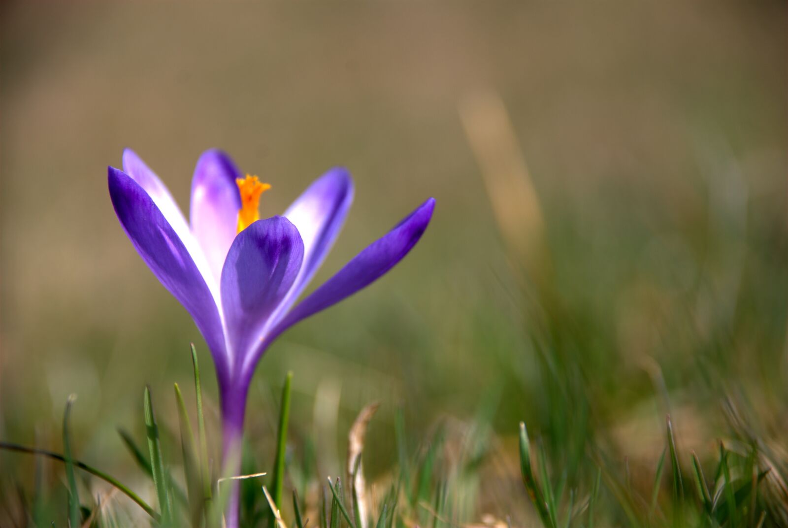 Nikon D80 sample photo. Flower, macro, flora photography