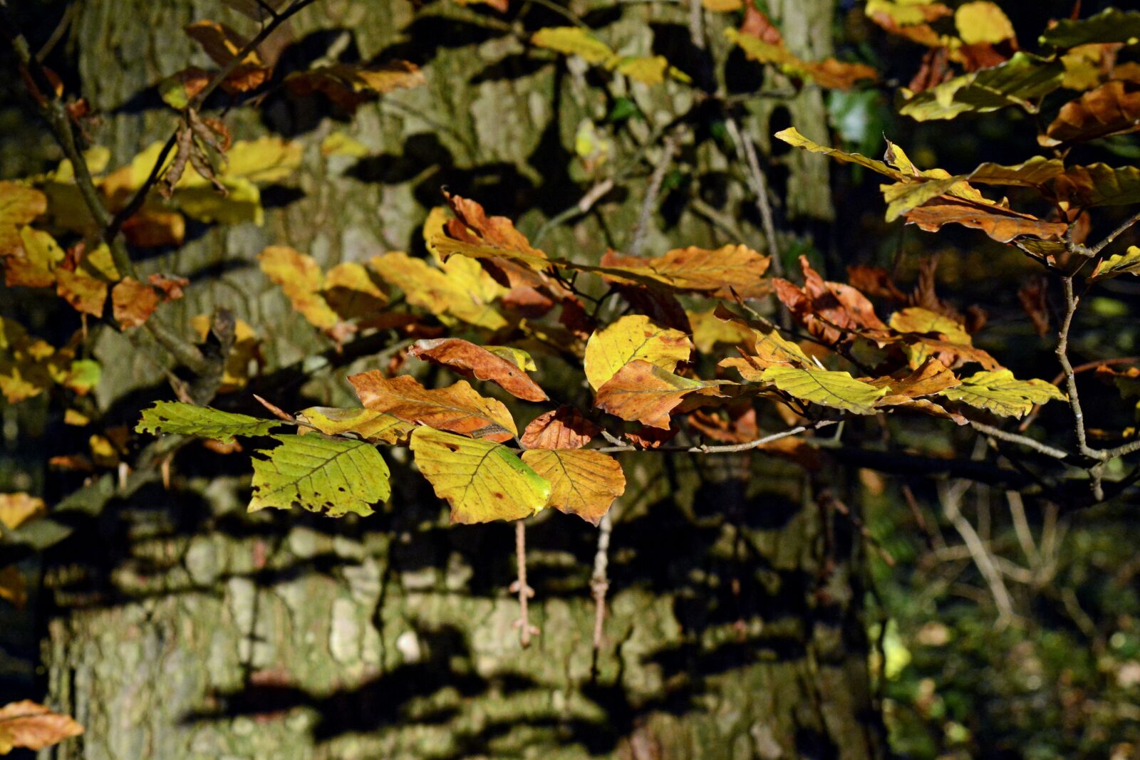 Nikon D7100 sample photo. Autumn tree, autumn, fall photography