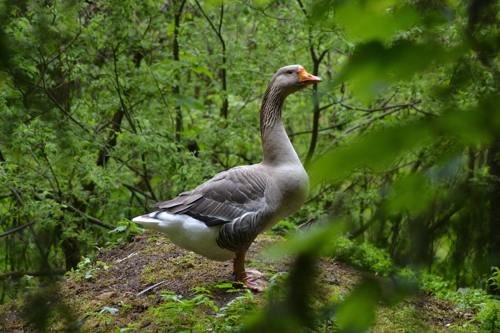 Nikon D3100 sample photo. Bavaria, deer park, the photography
