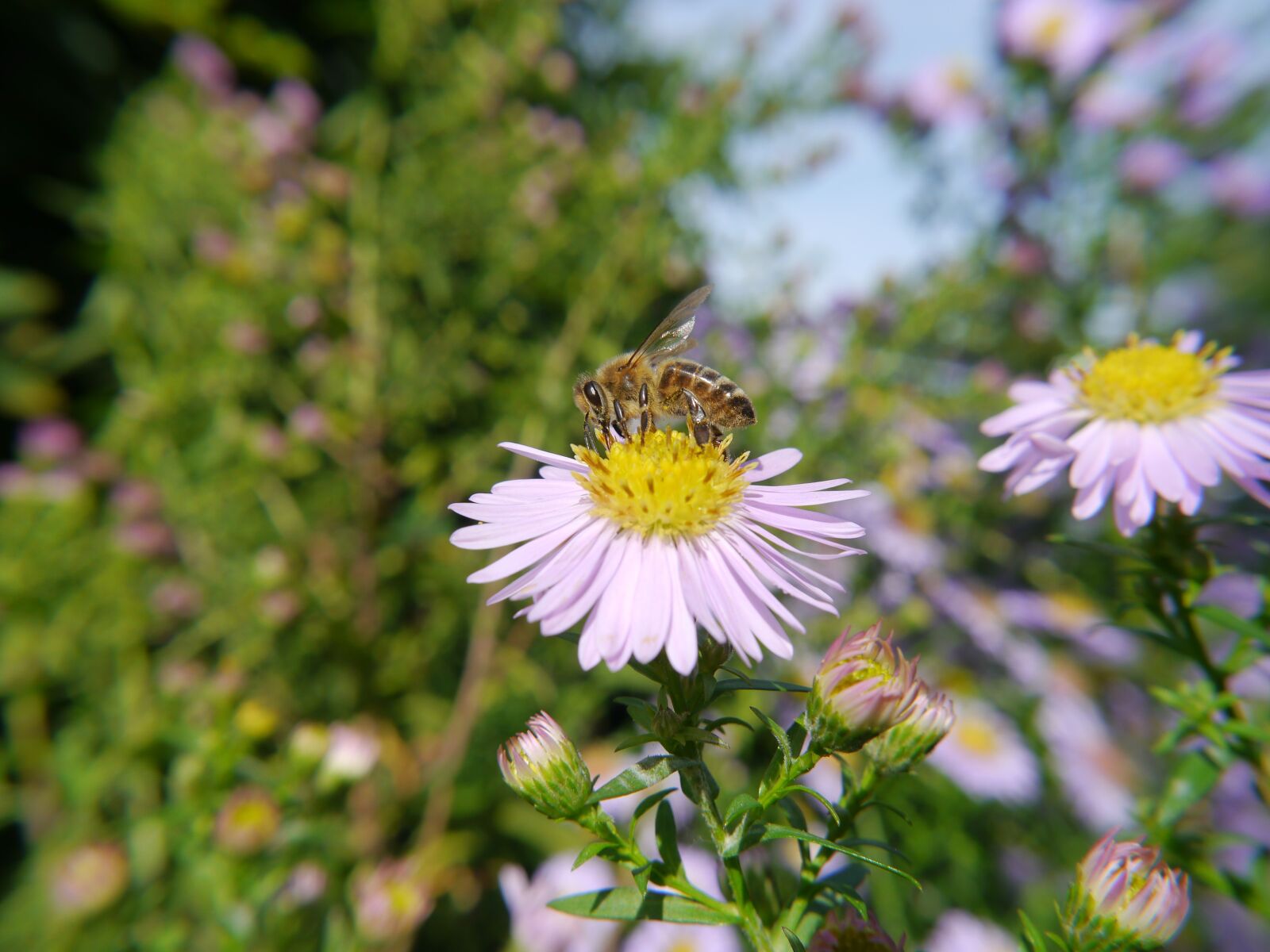 Panasonic Lumix DMC-G5 sample photo. Bee, flower, pollination photography