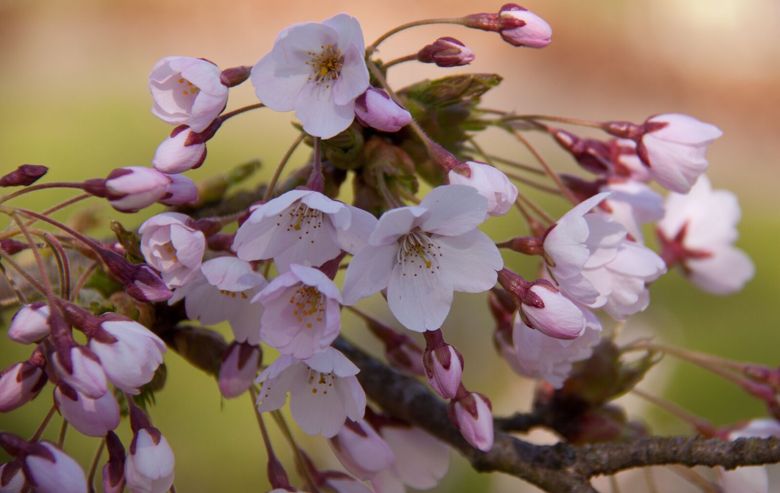 Canon EOS 50D sample photo. Pink, cherry blossom, flowering photography