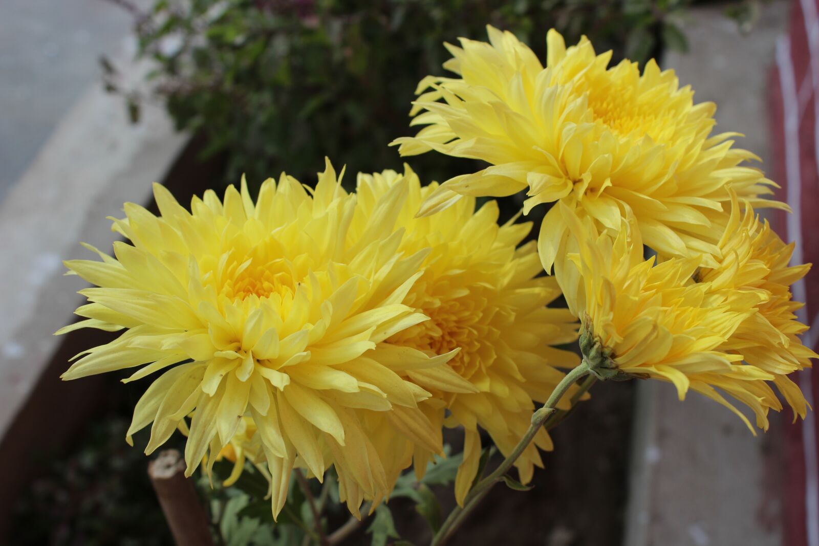 Canon EOS 1200D (EOS Rebel T5 / EOS Kiss X70 / EOS Hi) + Canon EF-S 18-55mm F3.5-5.6 III sample photo. Flower, chrysanthemum morifolium flower photography