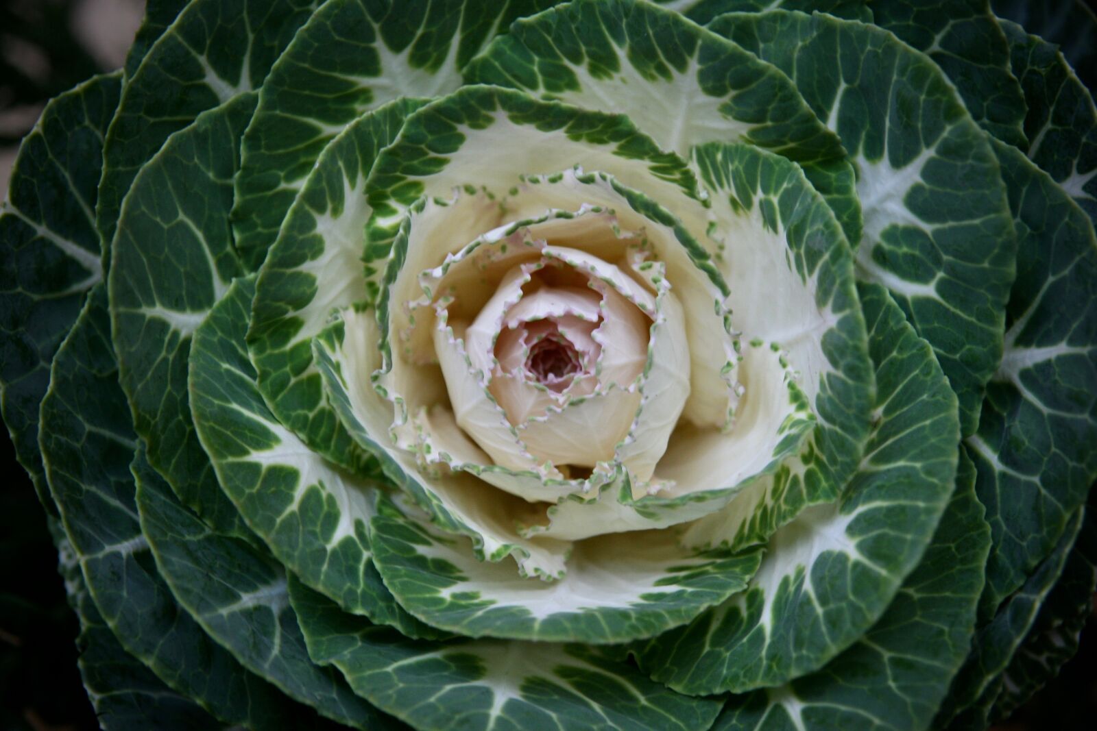 Canon EOS 400D (EOS Digital Rebel XTi / EOS Kiss Digital X) sample photo. Ornamental cabbage, plant, decoration photography