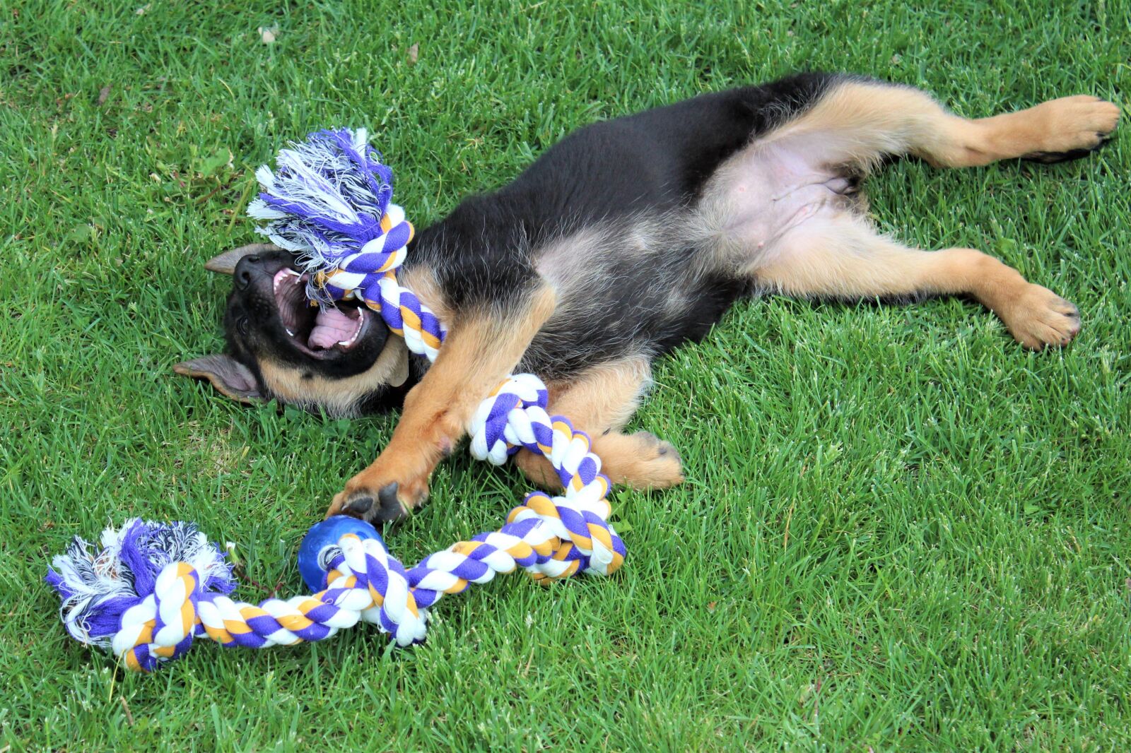 Canon EOS 1300D (EOS Rebel T6 / EOS Kiss X80) sample photo. Dog, puppy, german shepherd photography