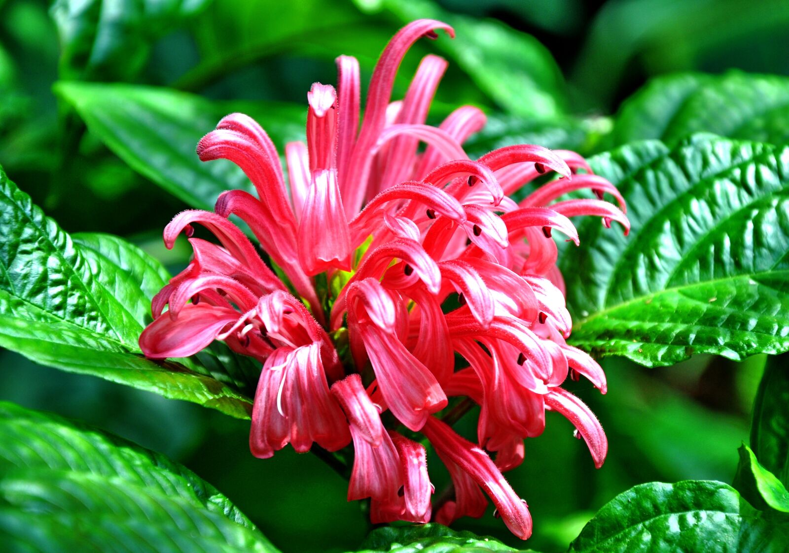 Nikon D90 sample photo. Nature, flower, summer photography