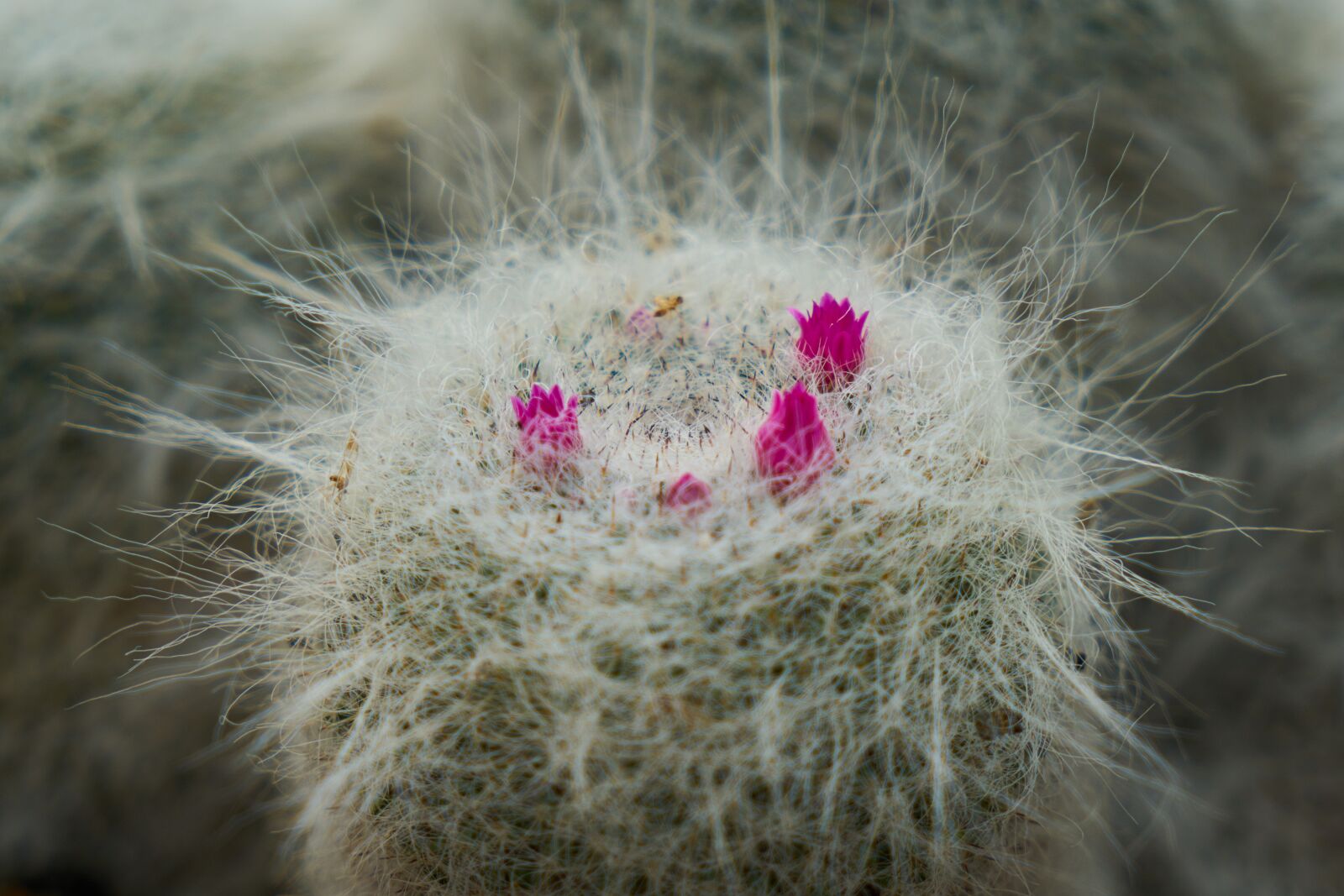 Sony a7R II sample photo. Cactus, flower, plant photography