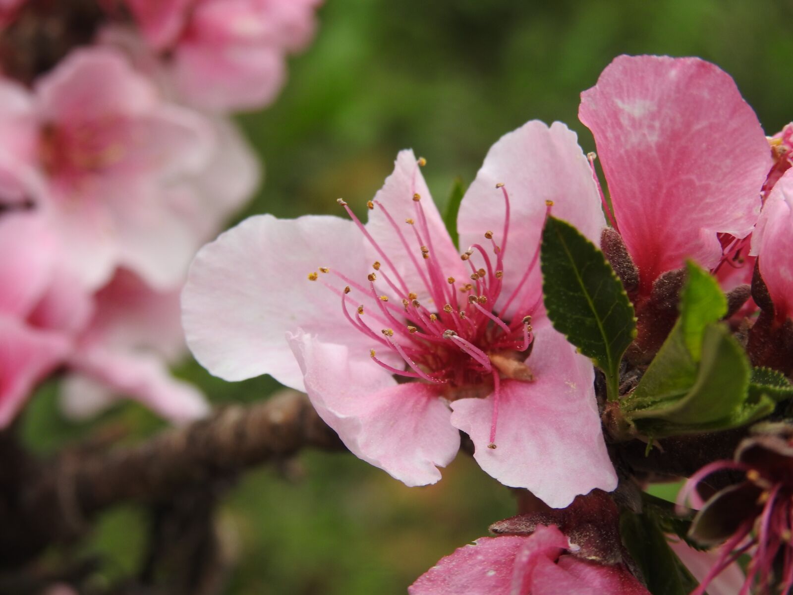 Nikon Coolpix P900 sample photo. Peach blossom, peach, spring photography