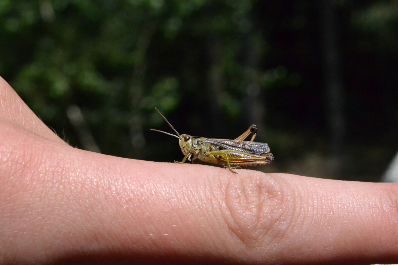 Nikon D3100 sample photo. Grille, finger, nature photography