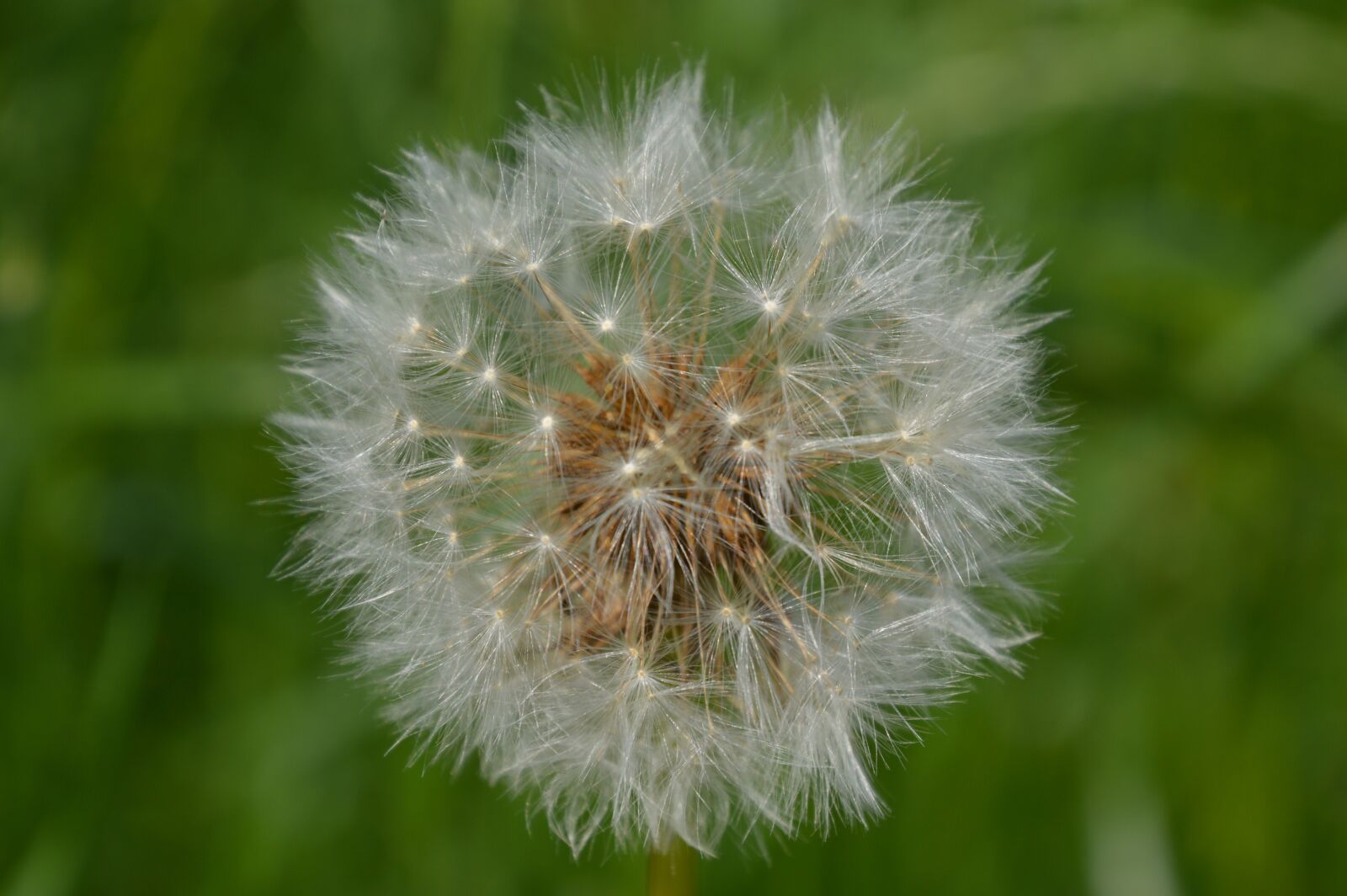 Nikon D3200 sample photo. Dandelion, taraxacum sect, ruderalia photography