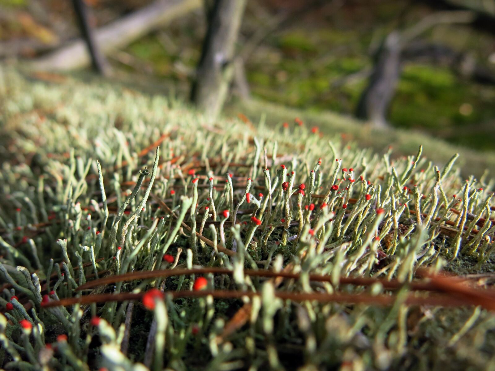 Canon PowerShot G15 sample photo. Moss, log, forest floor photography