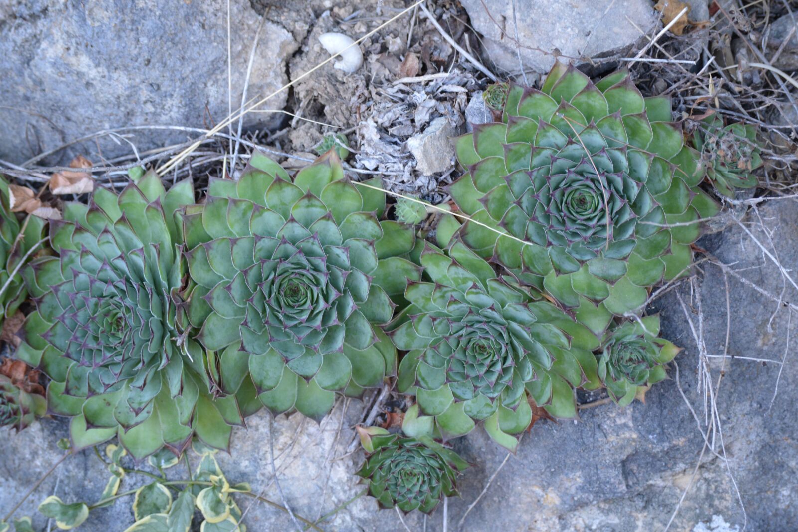 Nikon D3200 sample photo. Stone, nature, plant photography