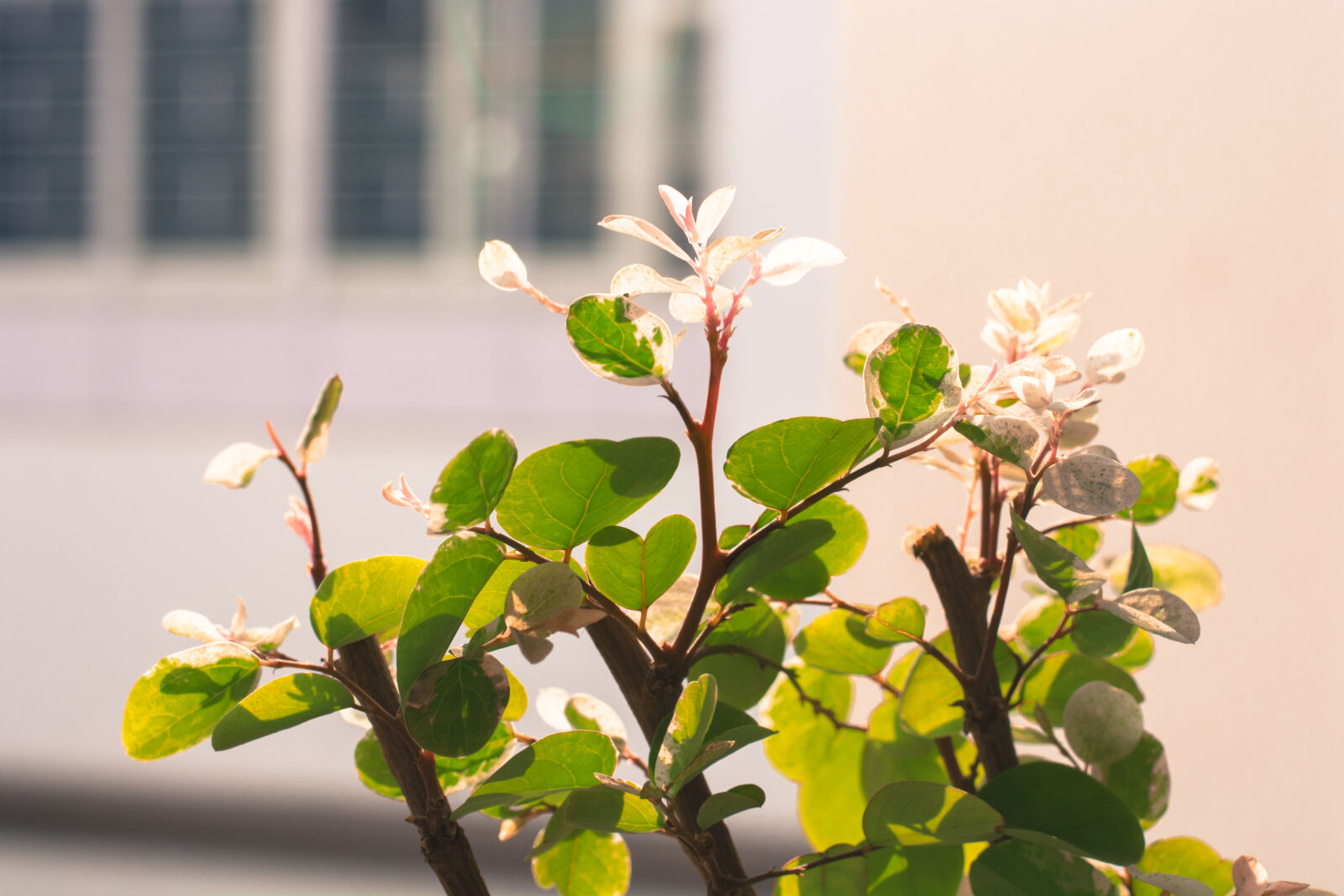 Nikon D5200 + Nikon AF-S Nikkor 50mm F1.8G sample photo. Blur, close, up, view photography