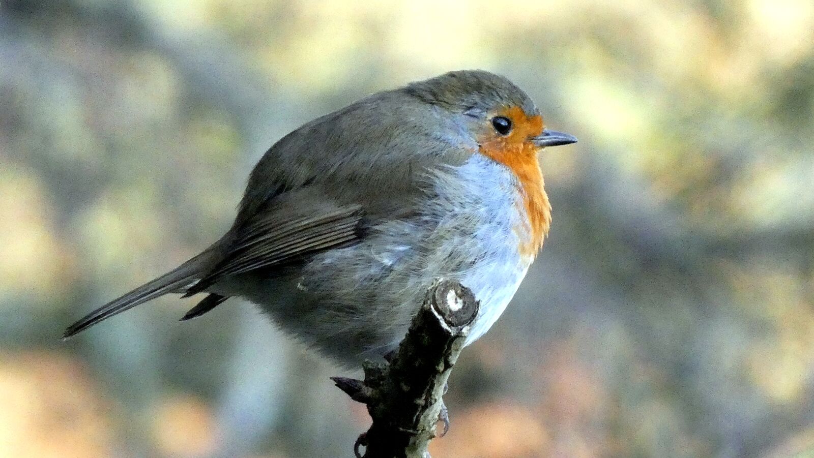 Panasonic Lumix DC-ZS70 (Lumix DC-TZ90) sample photo. Robin, winter, christmas photography