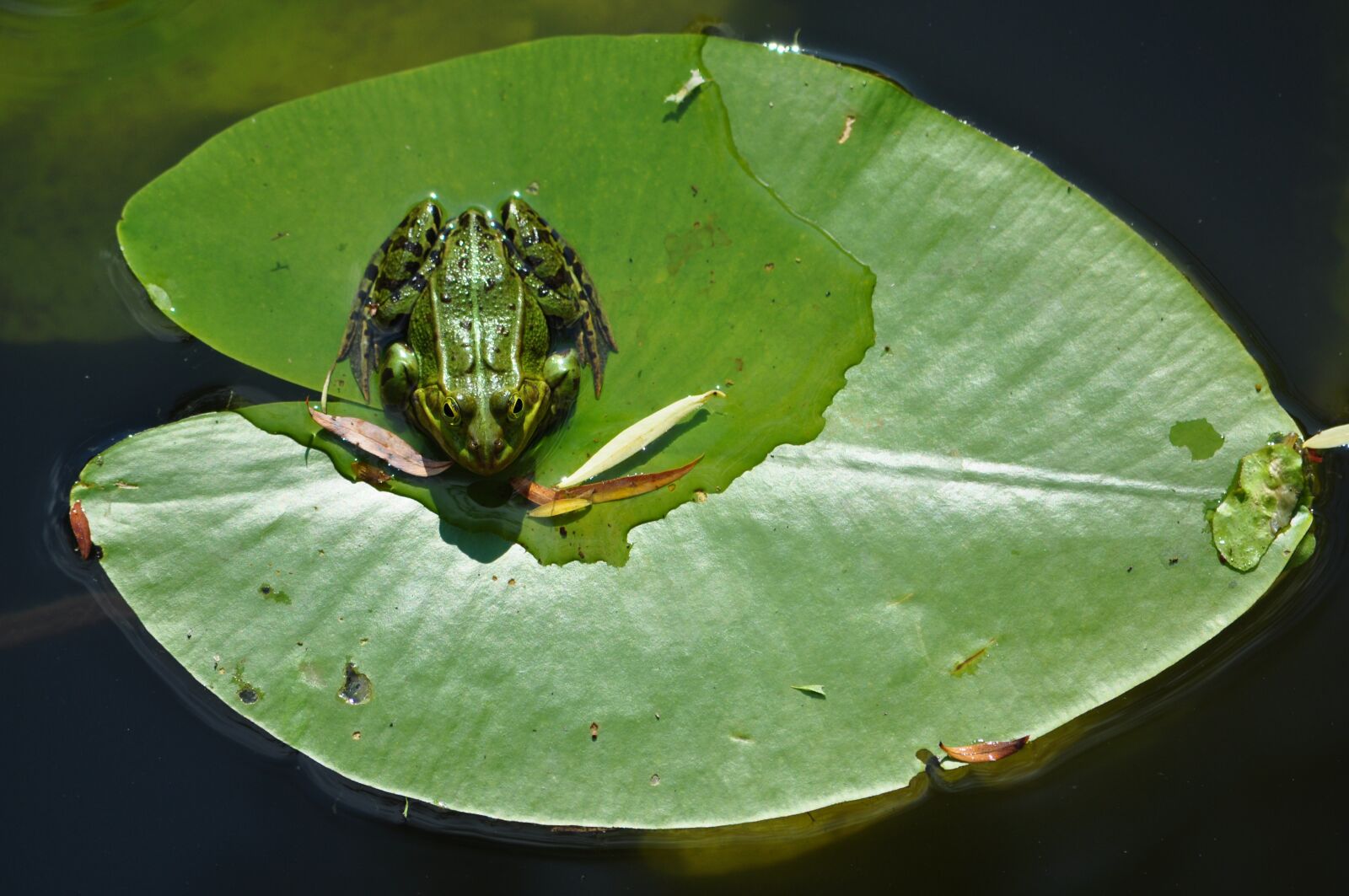 Nikon D5000 sample photo. Frog, lily pad, rest photography