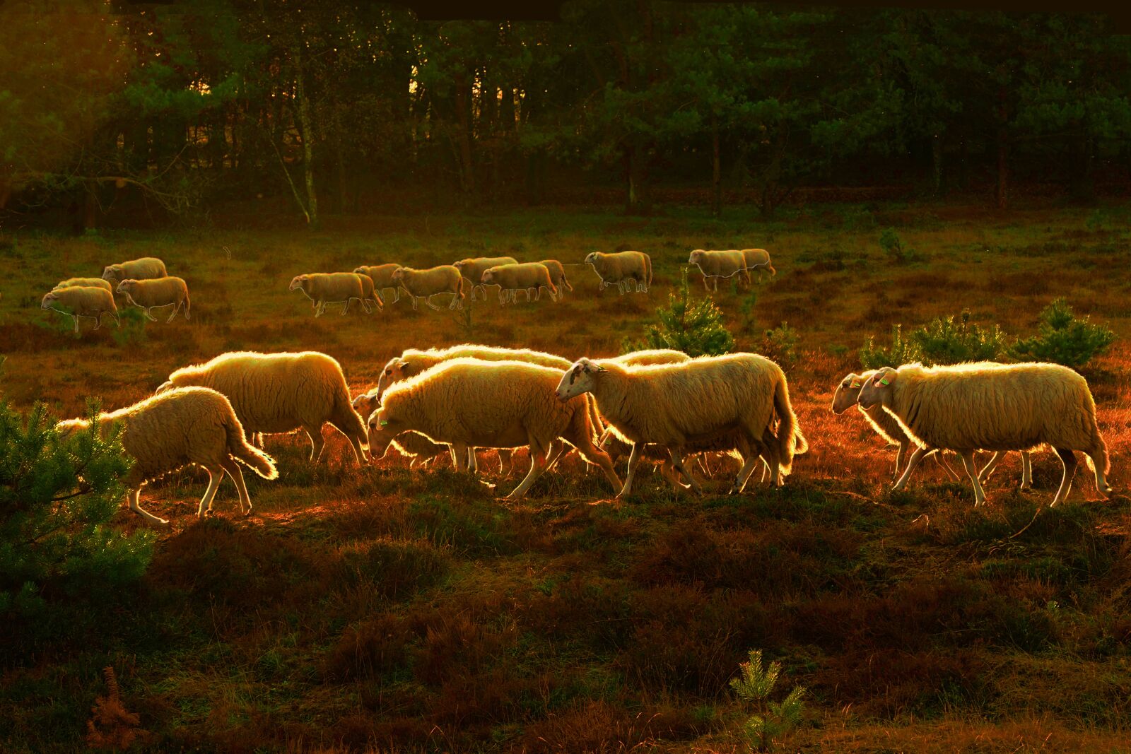 Olympus M.Zuiko Digital ED 12-100mm F4.0 IS Pro sample photo. Sheep, heide, landscape photography