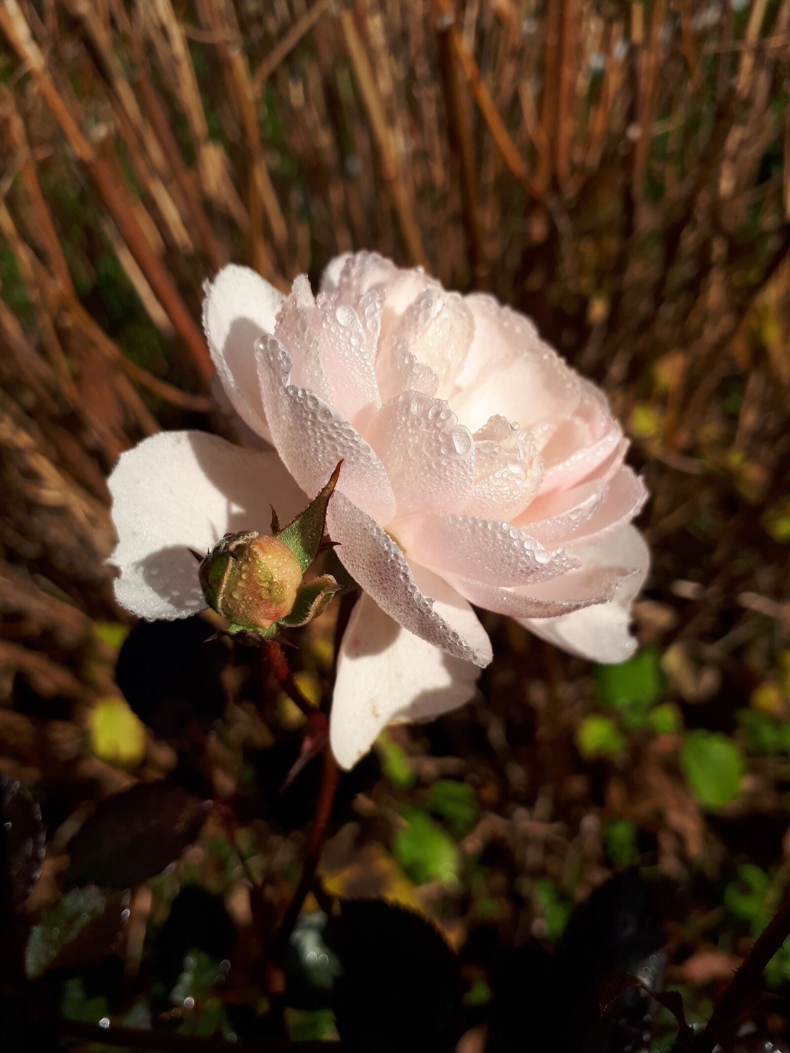 Samsung Galaxy A5(2017) sample photo. Macro, drop, rosa photography
