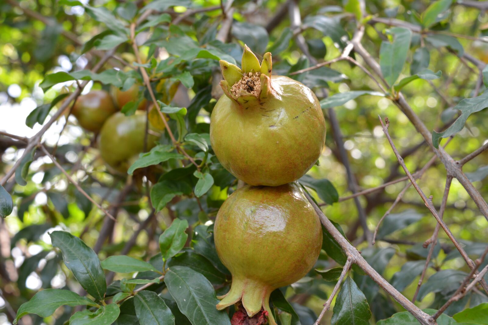 Nikon D5200 sample photo. Fruit, indian, nature photography
