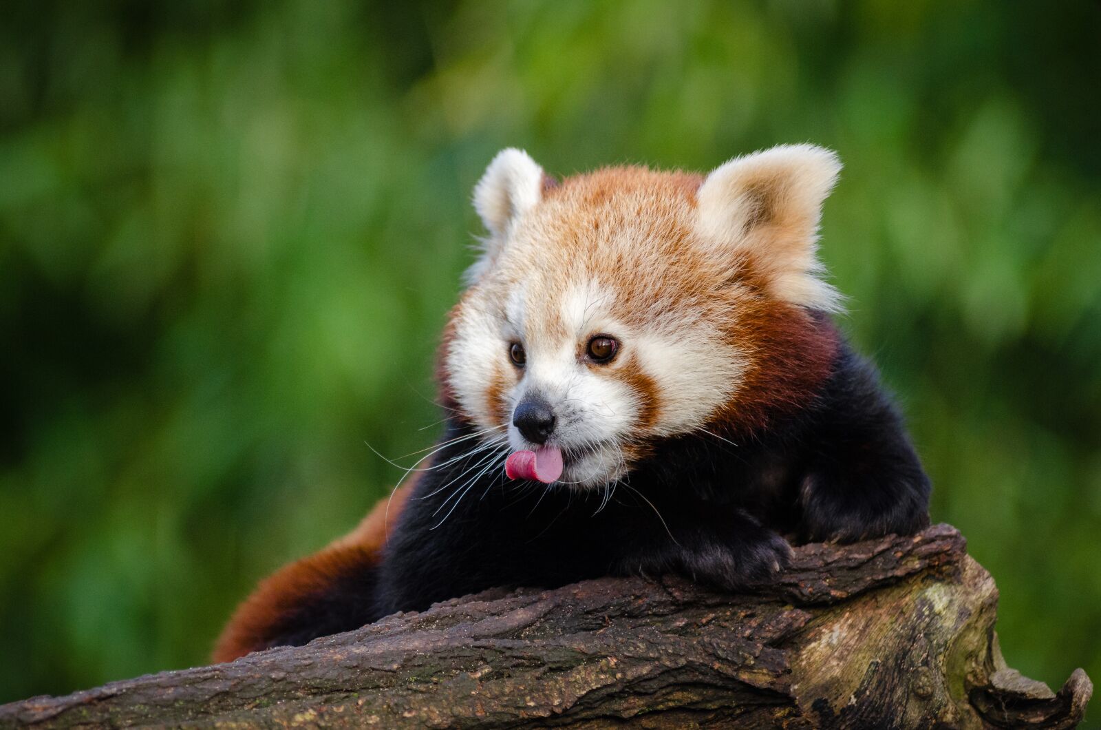 Nikon D7000 sample photo. Animal, cute, fur photography