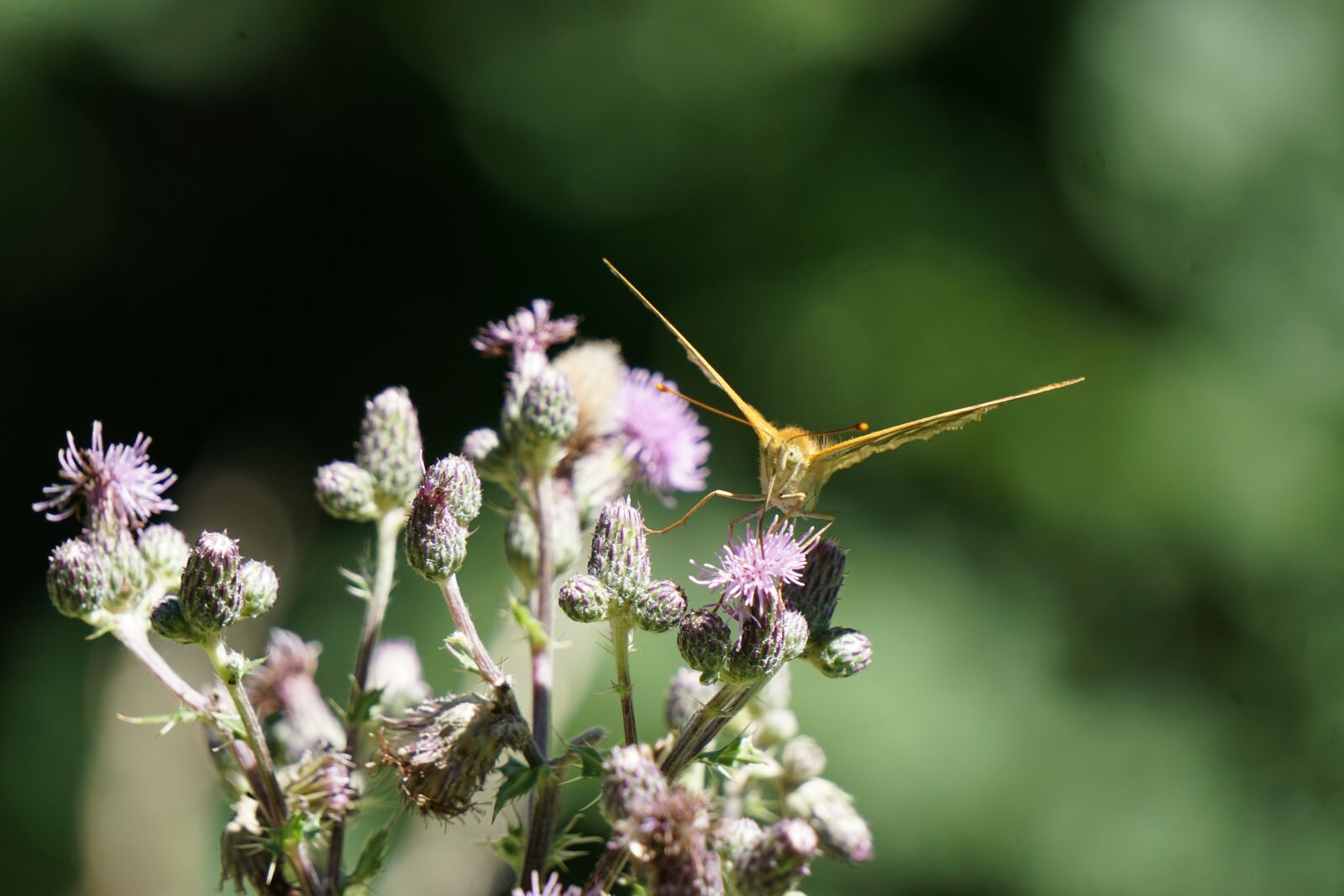 Sony a6000 sample photo. Butterfly, fritillary, insect photography