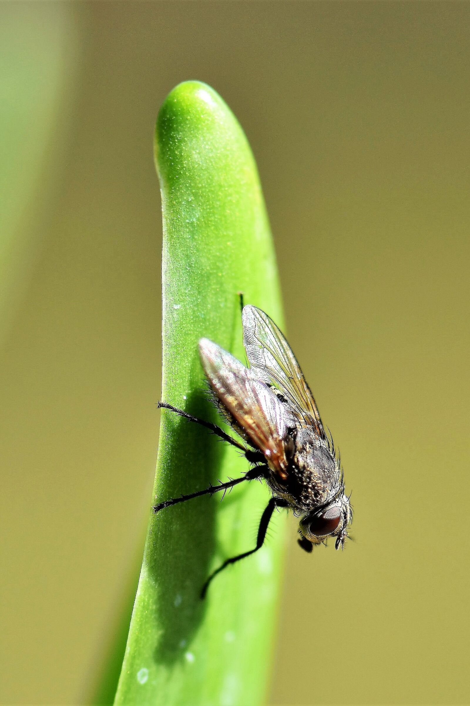 Nikon D5500 sample photo. Fly, animal, insect photography