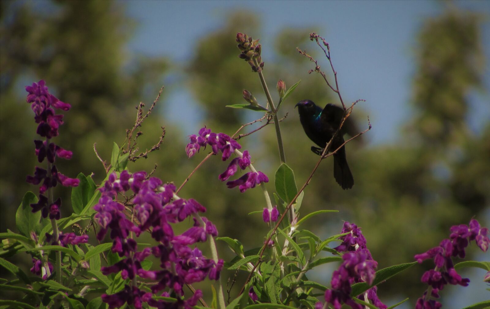 Canon PowerShot SX400 IS sample photo. Hummingbird, bird, birds photography
