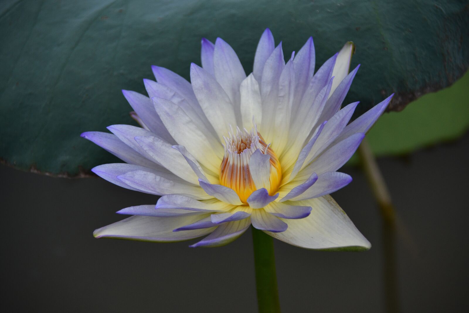 Nikon D7200 sample photo. Water lily, flower, petals photography
