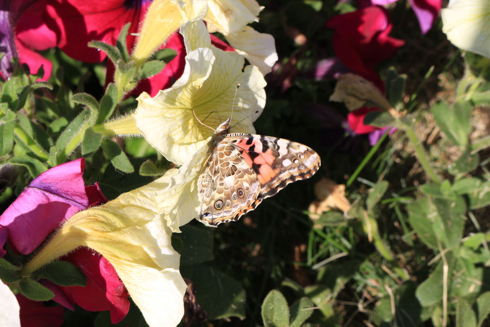 Canon EOS 100D (EOS Rebel SL1 / EOS Kiss X7) sample photo. Butterfly, painted, lady, butterfly photography