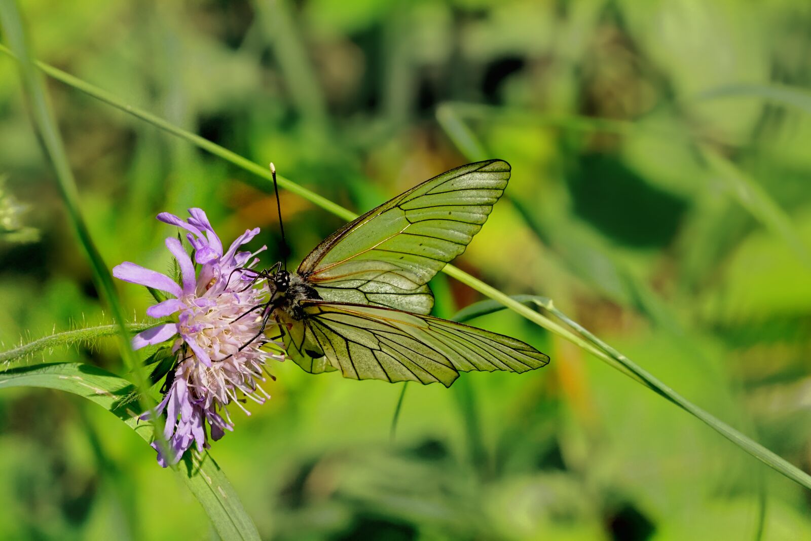 Sony a6000 + Sony FE 90mm F2.8 Macro G OSS sample photo. Nature, blossom, bloom photography