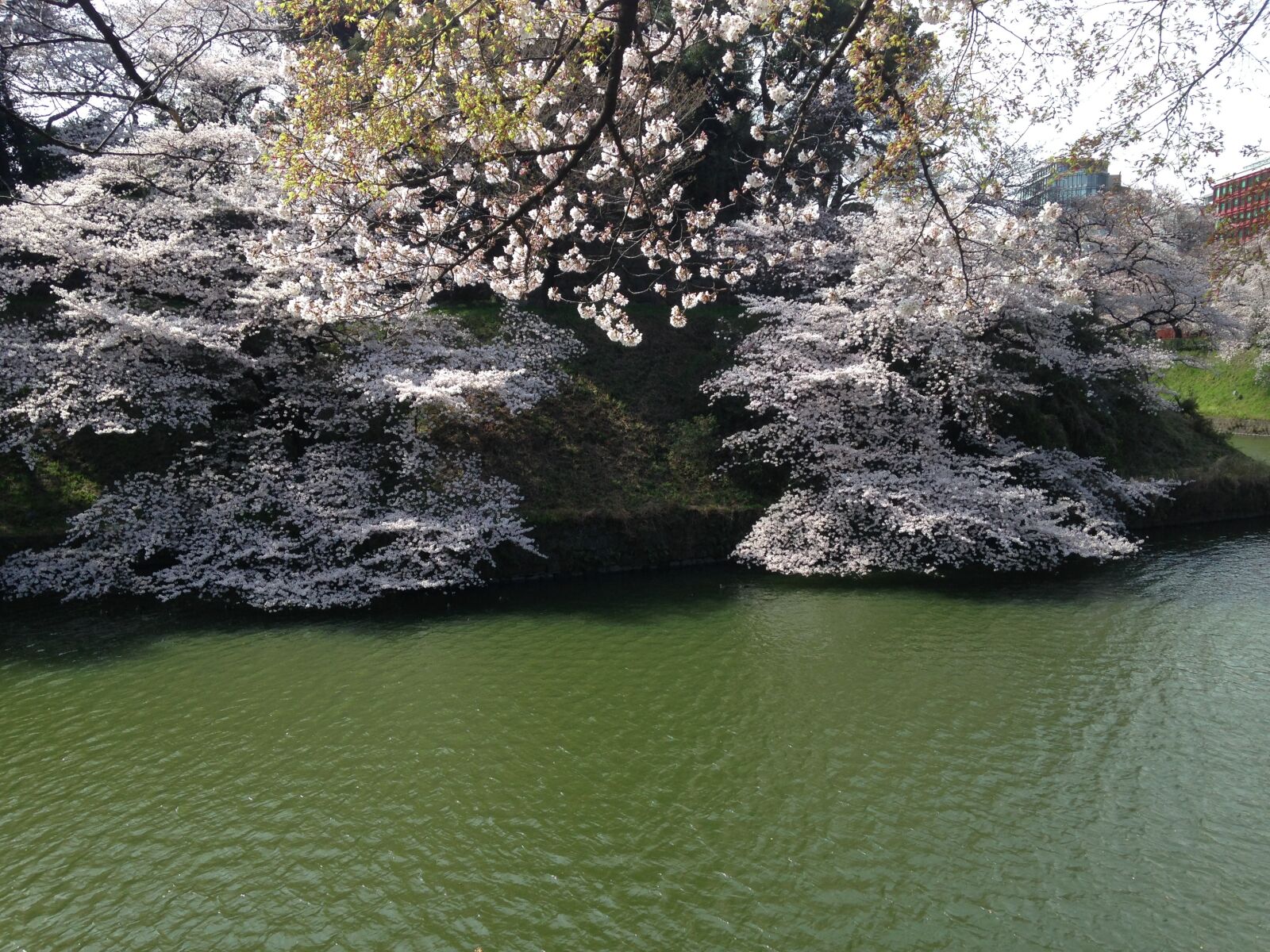 iPhone 5 back camera 4.12mm f/2.4 sample photo. Cherry blossoms, pond, spring photography