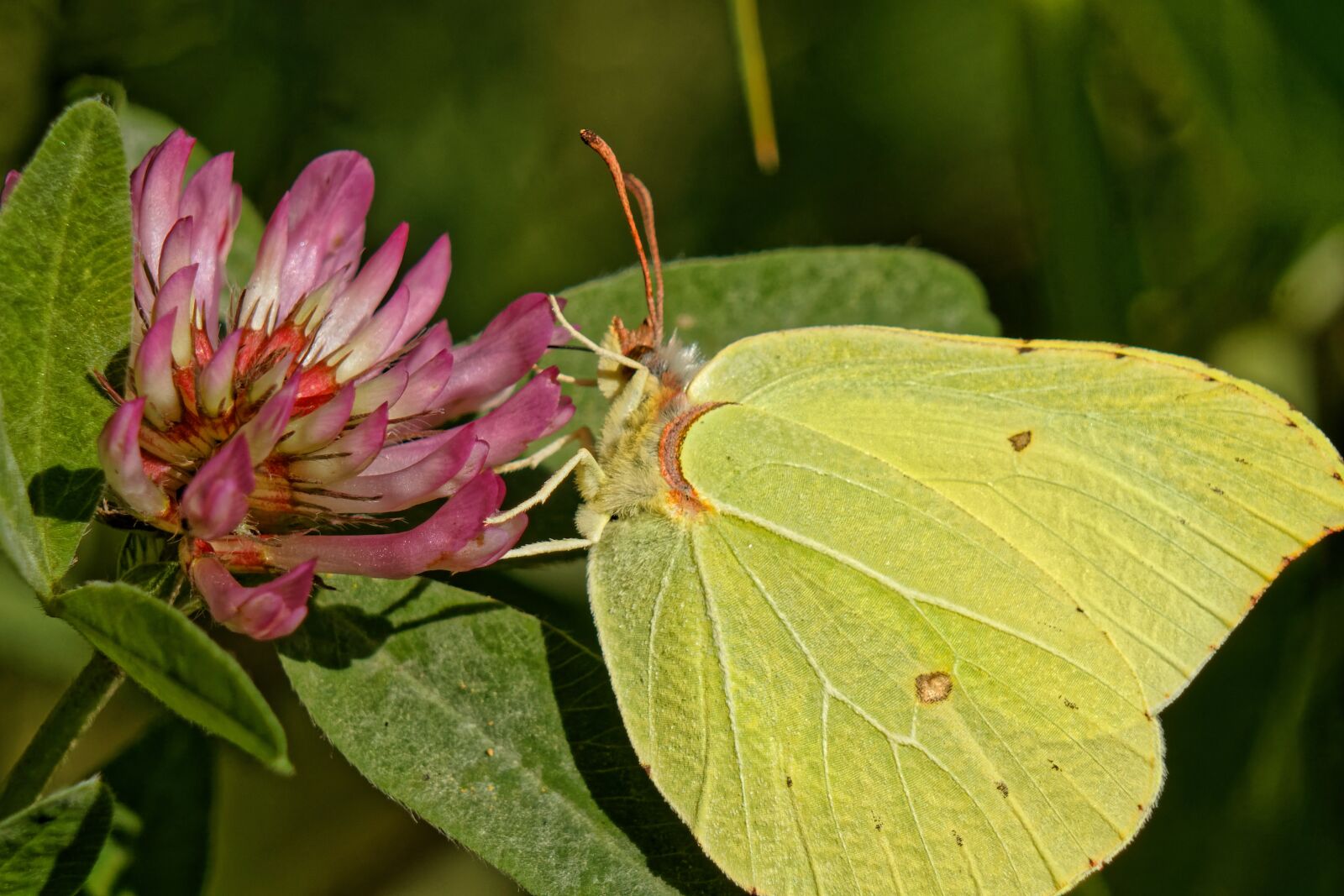 Canon EOS 500D (EOS Rebel T1i / EOS Kiss X3) sample photo. Butterfly, macro, nature photography