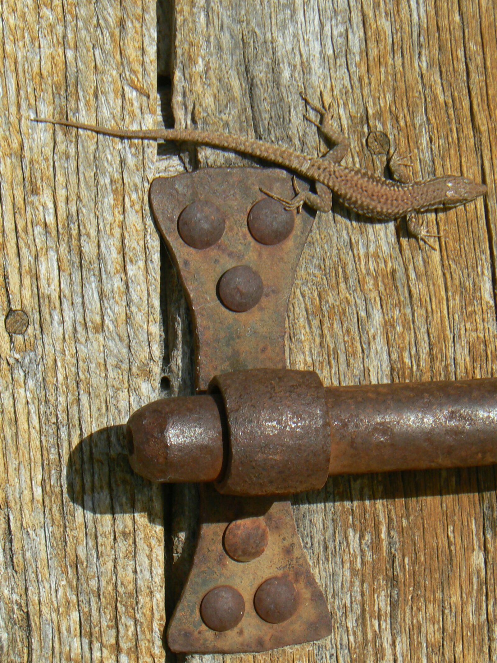 Panasonic DMC-FZ7 sample photo. Loqueteau, lizard, door photography