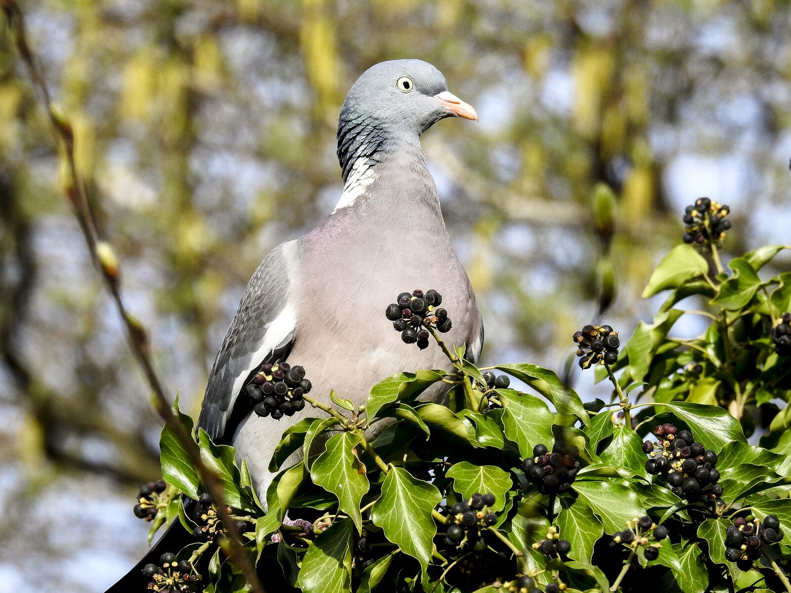 Nikon Coolpix P900 sample photo. Ringdove, dove, bird photography