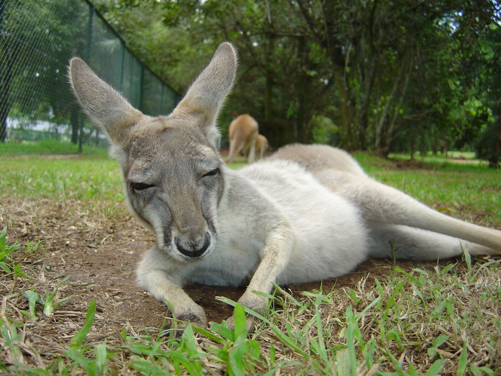 Sony DSC-P92 sample photo. Kangaroo, animal, australia photography