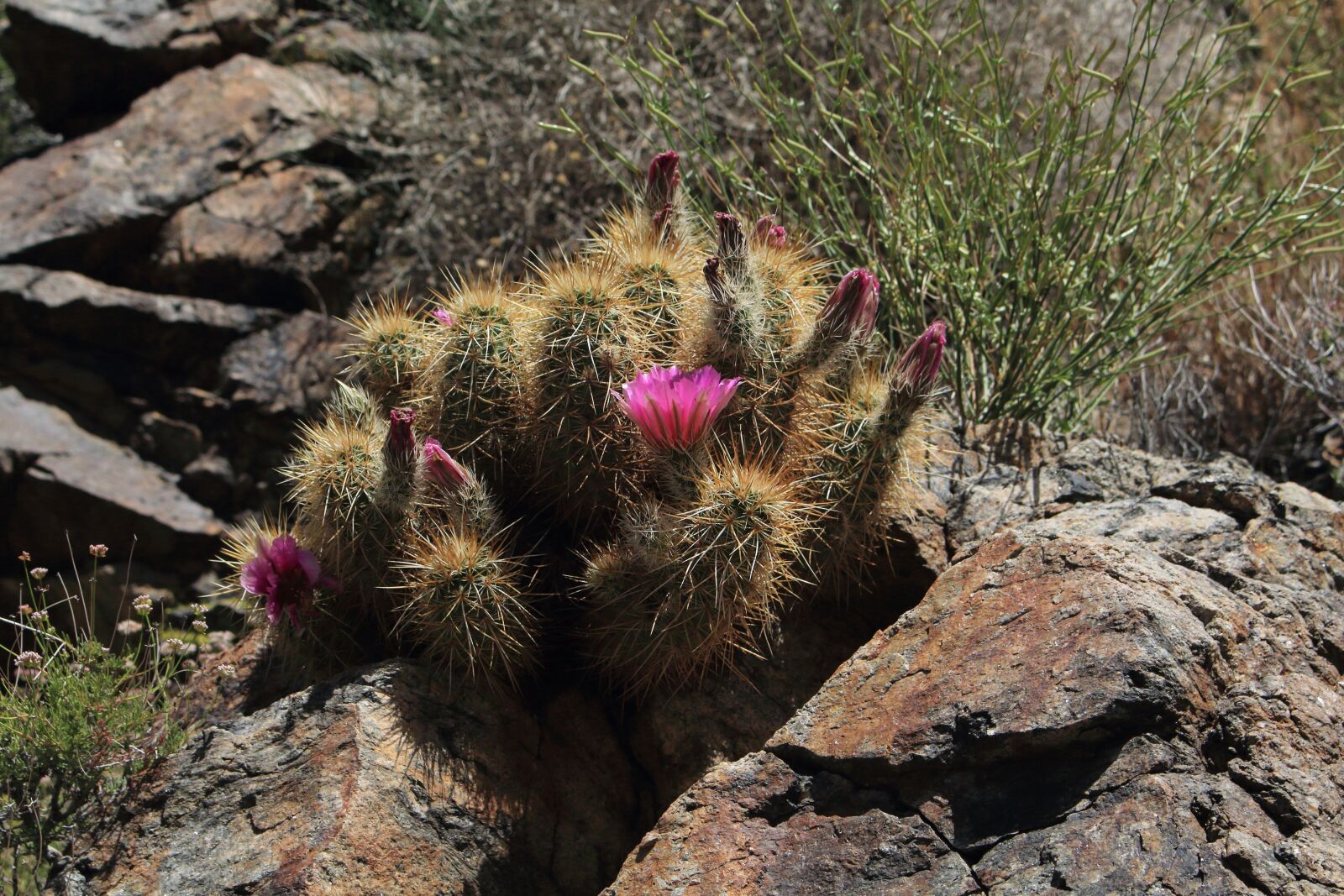 Canon EOS 700D (EOS Rebel T5i / EOS Kiss X7i) sample photo. Englemann's hedgehog, hedgehog, cacti photography