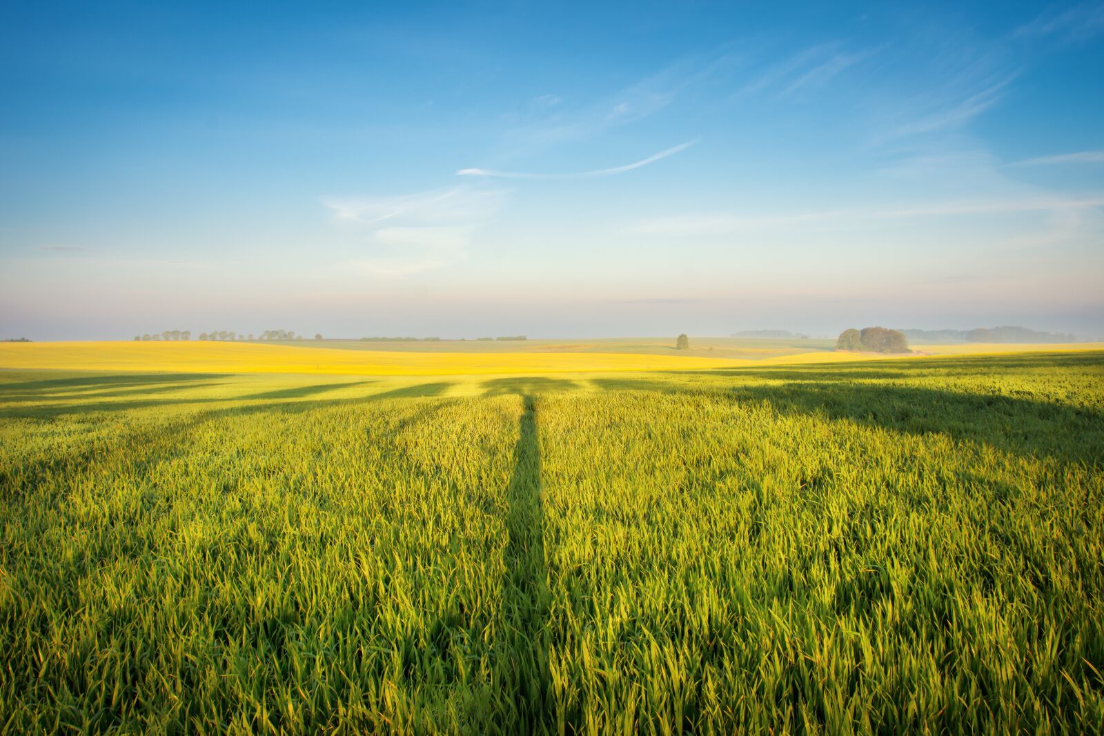 Nikon D7200 sample photo. Field of rapeseeds, spring photography