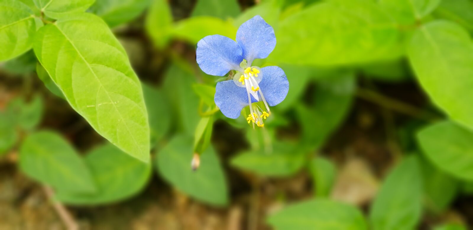 Samsung SM-N950N sample photo. The month with, chairman photography