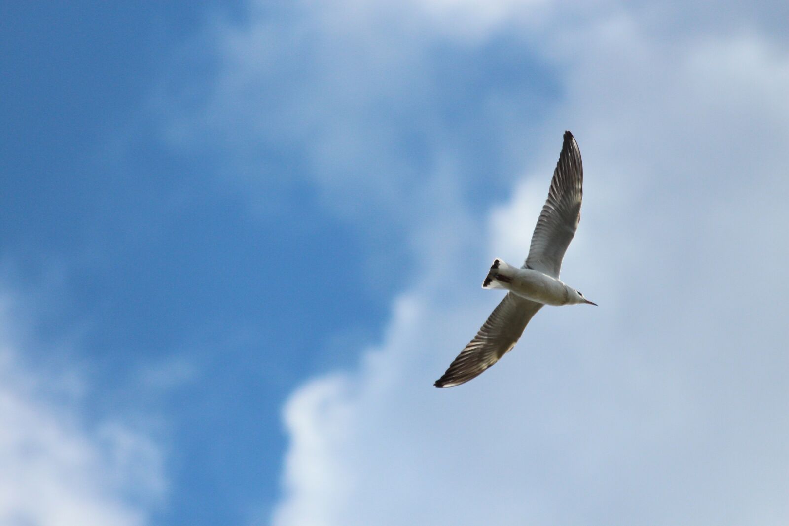 Canon EOS 650D (EOS Rebel T4i / EOS Kiss X6i) sample photo. Kittiwake, rissa tridactyla, birds photography