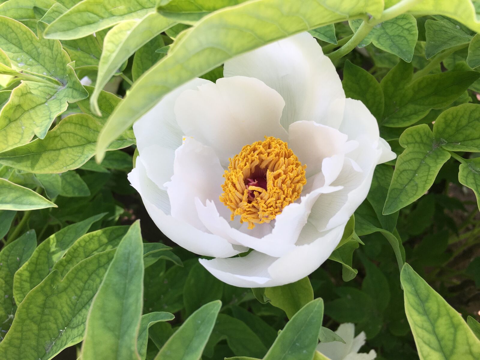 Apple iPhone 6s Plus sample photo. Peony, green, blossom photography