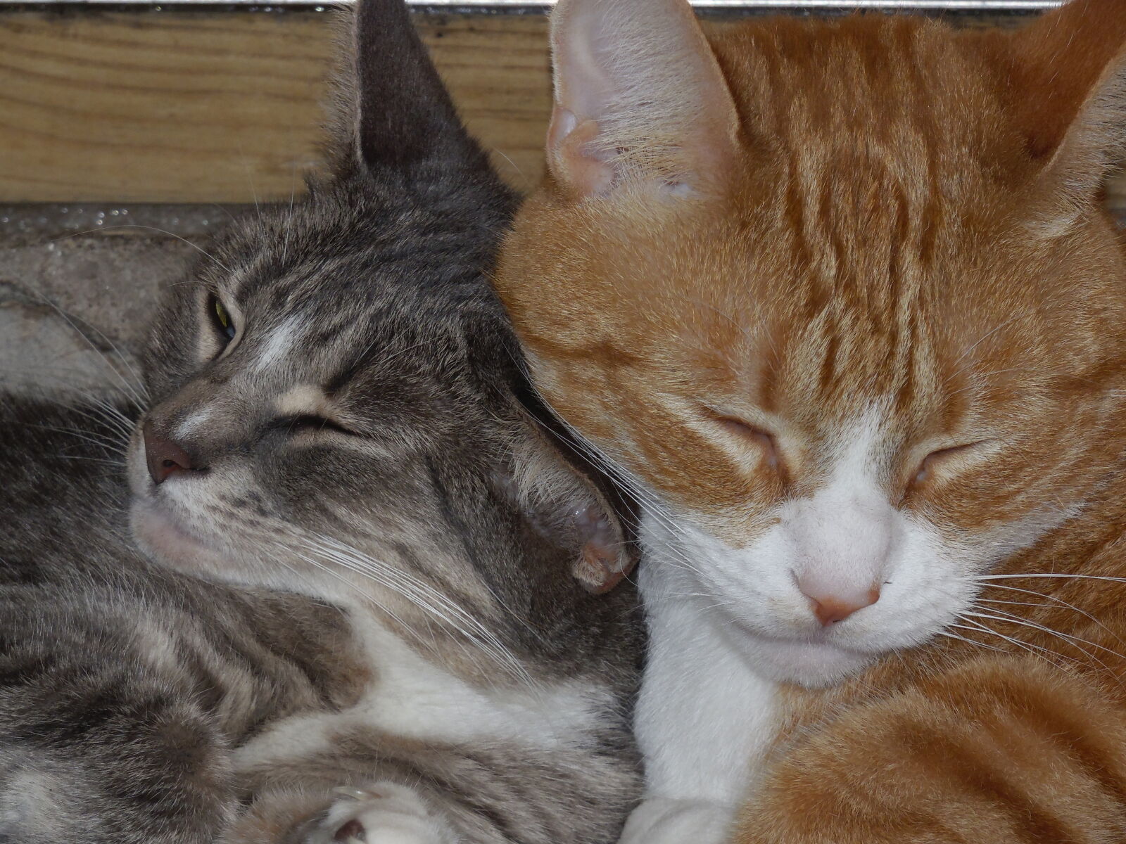 Samsung WB2200F sample photo. Cats, orange, cat, silver photography