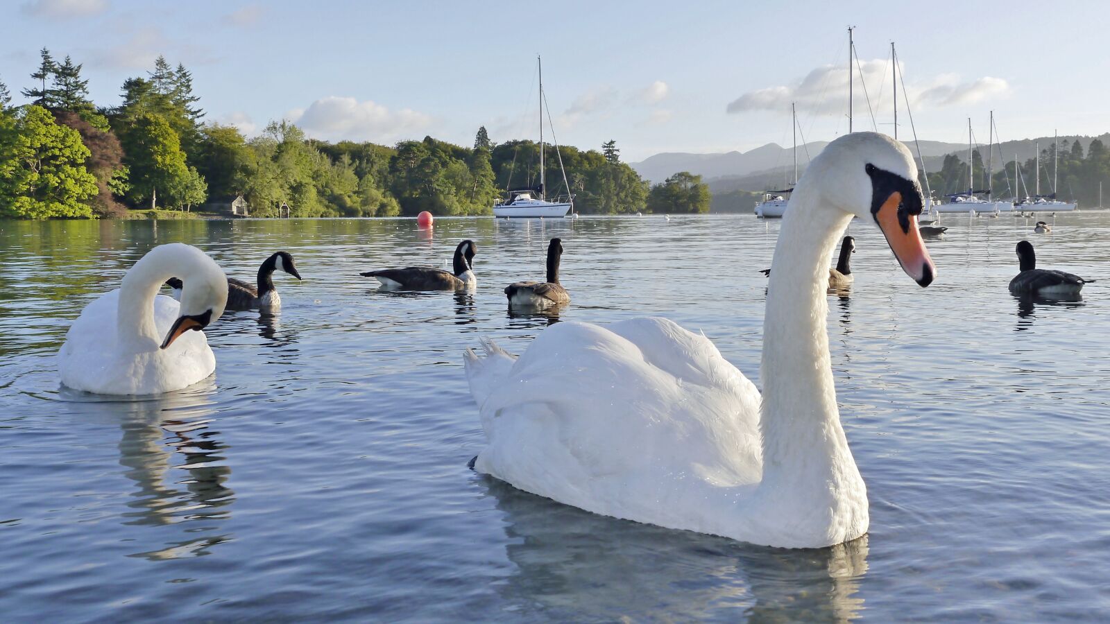 Panasonic Lumix DMC-G5 sample photo. Swan, lake, water photography