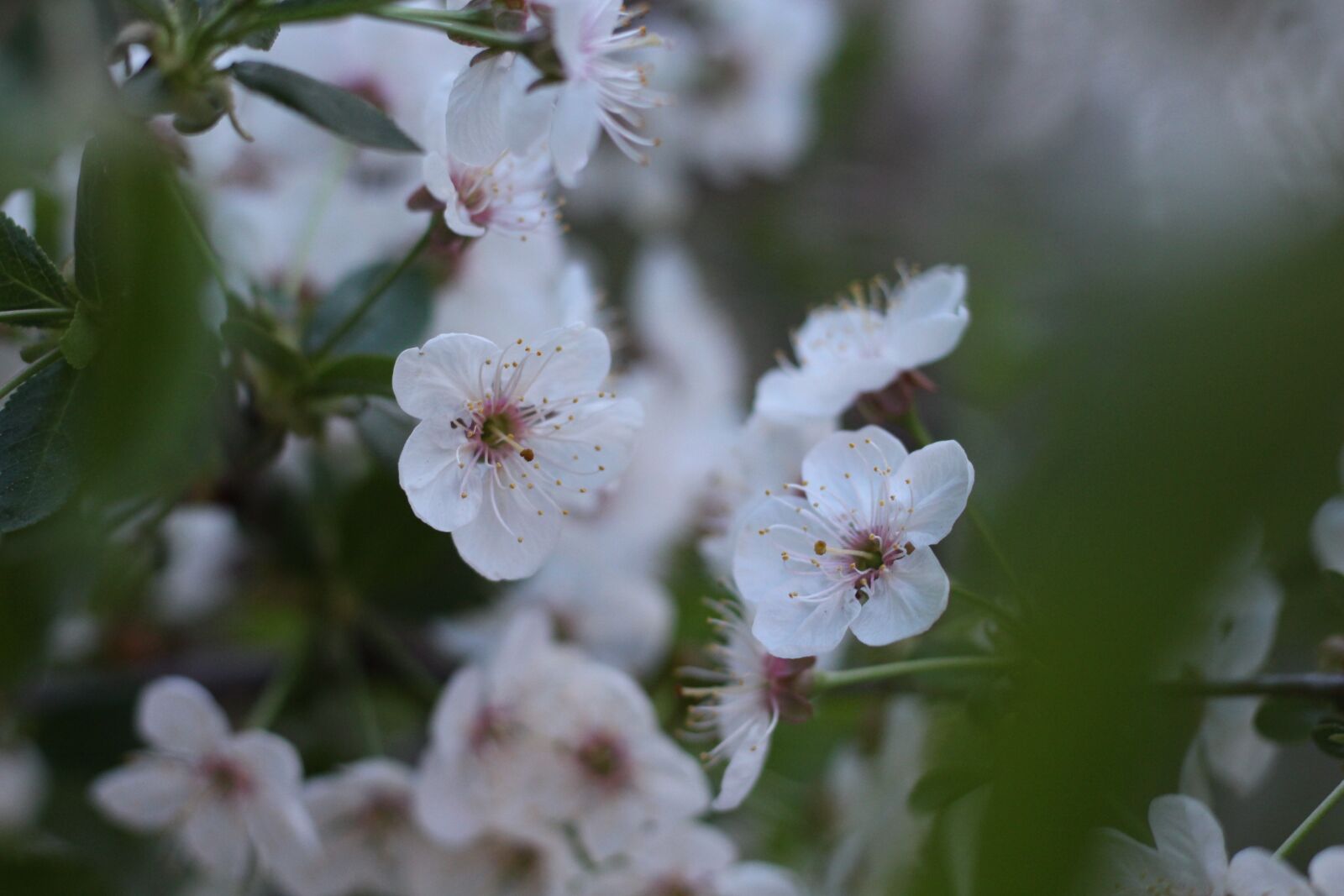 Canon EOS 700D (EOS Rebel T5i / EOS Kiss X7i) + Canon EF 50mm F1.8 STM sample photo. Apple, tree, white photography