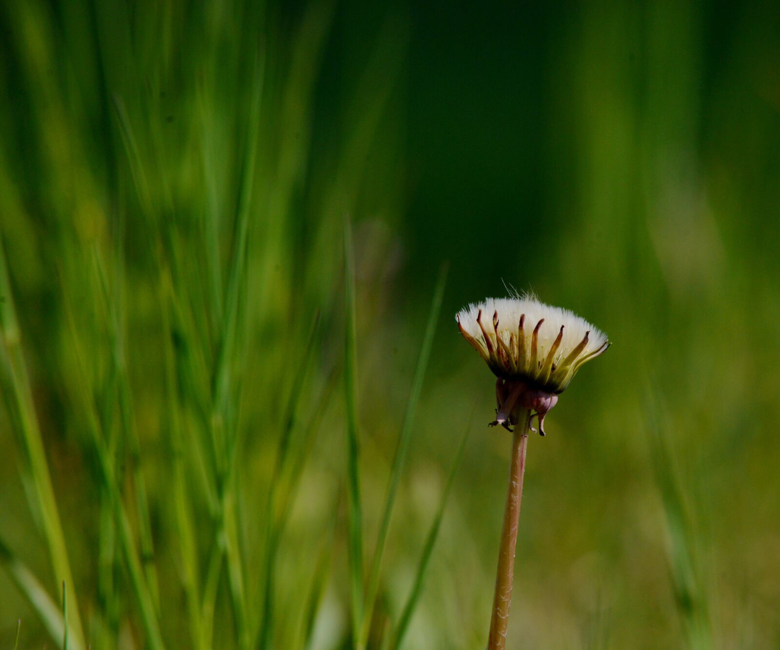 Nikon D600 sample photo. Flower, fluffy, vegetable photography