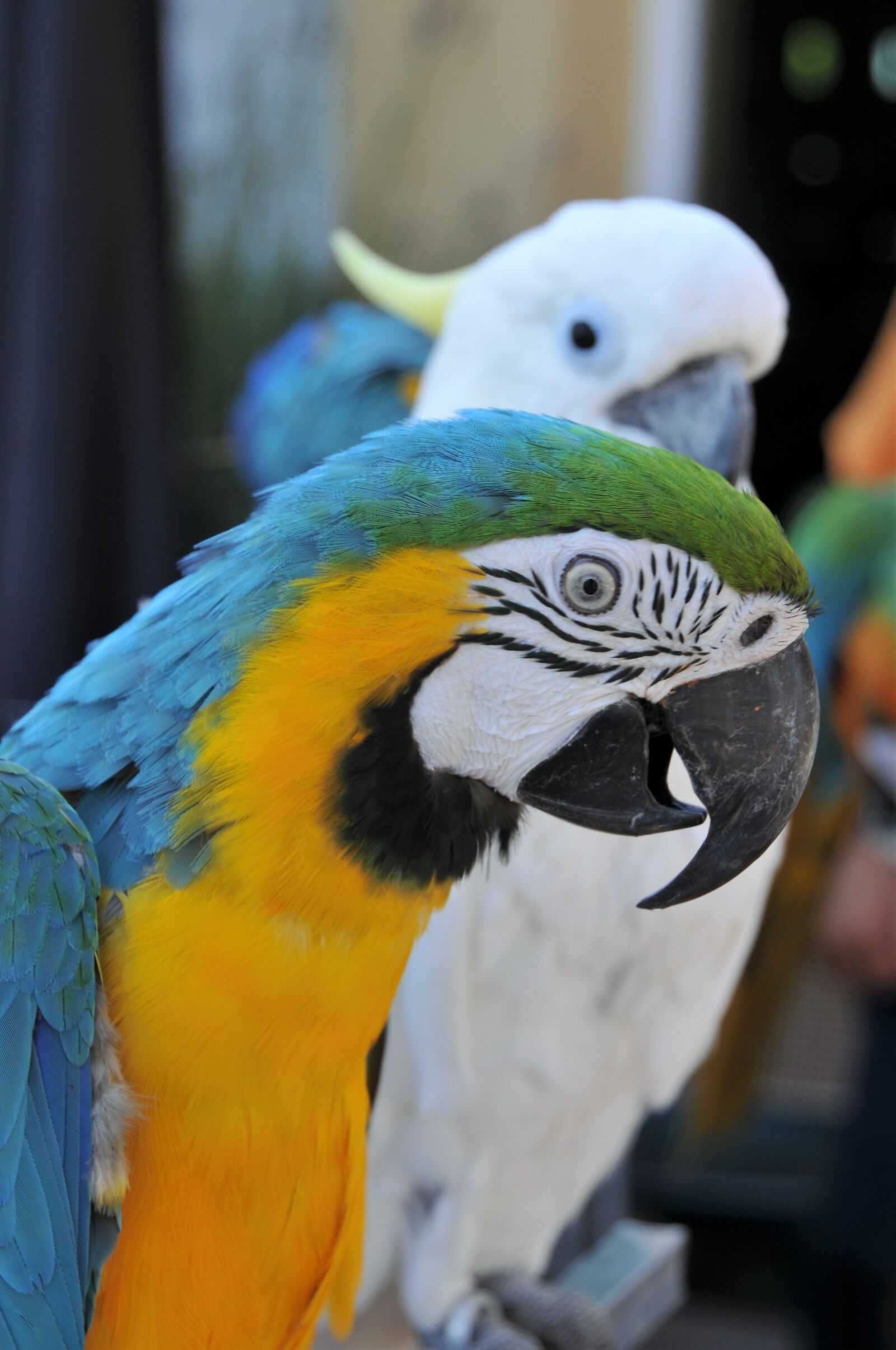 Nikon D300 sample photo. Ara ararauna, parrot, ara photography