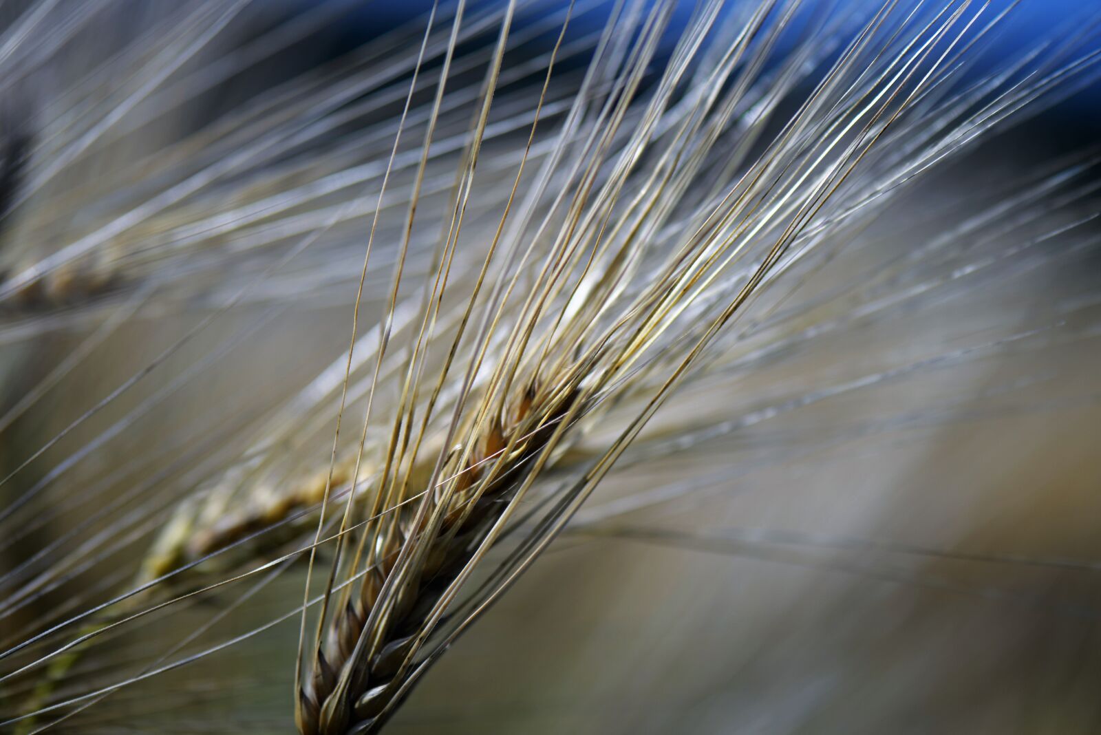 Nikon D610 sample photo. Ear of corn, macro photography